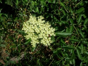 Sambucus nigra-caerulea flower